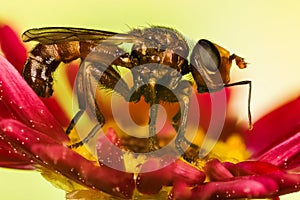 Insects - Ferruginous Bee-grabber, Sicus ferrugineus