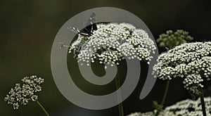 Insects fertilizing the plants