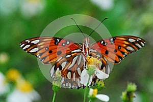 INSECTS- Florida- Close Up of a Gulf Fritillary Butterfly