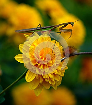 Insects on a flower