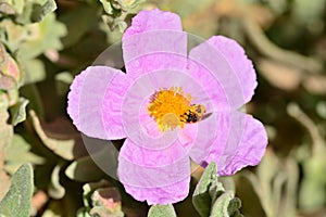 Insectos sobre el flor de planta 