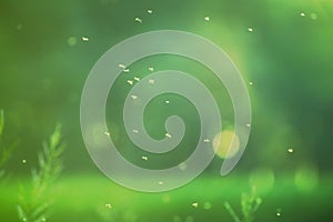 Insects fly in the air at shallow depth of field