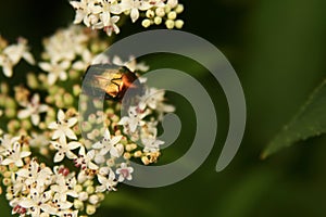 Insects forest green grass flowers