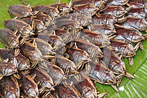 Insects in the fresh market