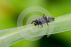 Insects on the green grass