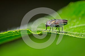 Insects on the green leaf