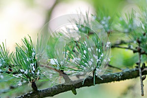 Green spruce gall aphid (Sacchiphantes viridis, Sacchiphantes abietis viridis) on the needles of larch tree