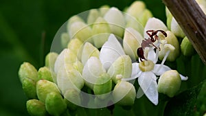 Insects - Hairy ShieldBug, Dolycoris baccarum.