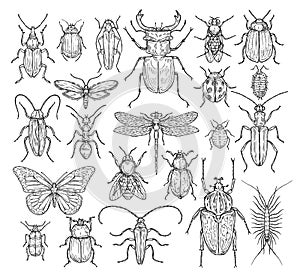 Insects hand drawn. Butterfly, beetle and fly, ant. Dragonfly, ladybug and bee, lice and cockroach. Retro sketch