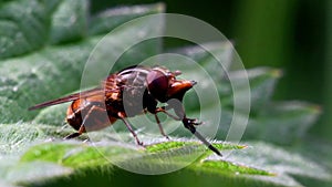 Insects - Heineken Fly, Fly, Rhingia campestris