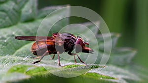 Insects - Heineken Fly, Fly, Rhingia campestris