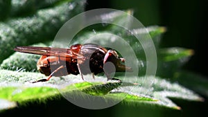 Insects - Heineken Fly, Fly, Rhingia campestris