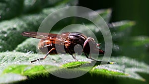 Insects - Heineken Fly, Fly, Rhingia campestris