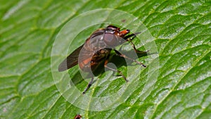 Insects - heineken fly, fly, rhingia campestris