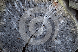 insects house, holes in the wood in which insects live. Artificially created house for insects