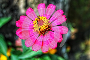 Insects infest the beautiful zania flower photo