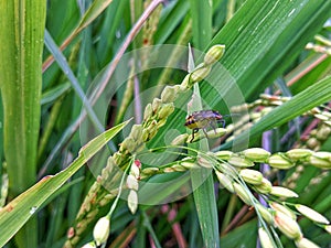 insects that inhabit rice fields