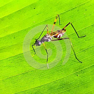 Insects or Insecta are hexapod invertebrates.