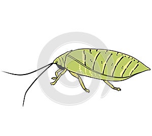 Insects with its antenna