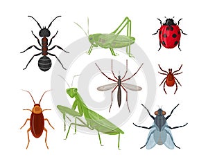 Insects. A large set with insects such as an ant, a grasshopper, a ladybug and a mosquito, a cockroach tick and also a