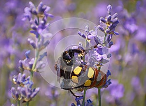 insects on lavender flowers in summer 1