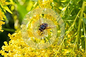 Insects like the bee fly, a bee and a holly blue butterfly on the flowers of the yellow gardenplant goldenrod  Solidago virgaurea