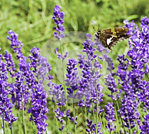 Insects Love Laveanne Lavender Farm