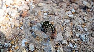 The bug was laying dead