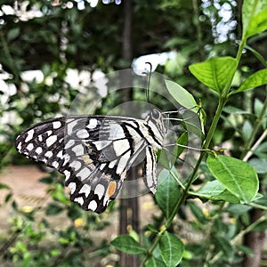 Black doted big butterfly in a lime plant photo