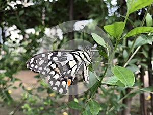 Black doted big butterfly in a lime plant photo