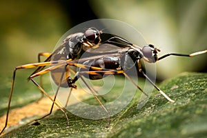 Insects Mating