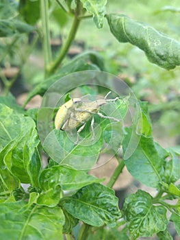 Insects mating on chili leaves photo