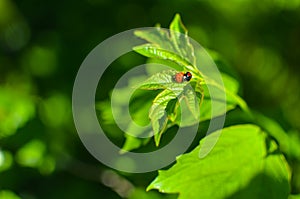 Insects mating. Ladybug mating on green leaf