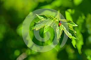Insects mating. Ladybug mating on green leaf