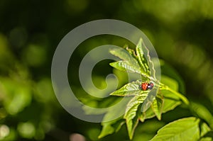 Insects mating. Ladybug mating on green leaf
