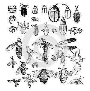 Insects from the Miocene period found in a fossil state, vintage engraving photo