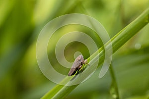 Insects Nature Photography, Pyin Oo Lwin