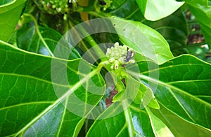 Insects on noni plant