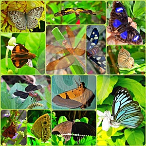 Collection of insects in a box