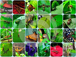 Collection of insects in a box