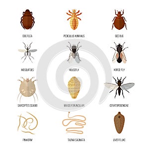 Insects parasite vermin nature pest beetle danger animal repellent wildlife disease bug vector illustration.