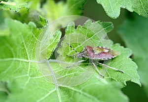 Insects, pentatomidae photo