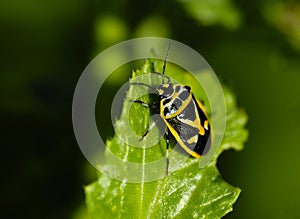 Insects, pentatomidae photo