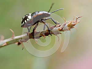 Insects perch on the tops of weed stems