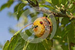 Insects on Plums and fruit