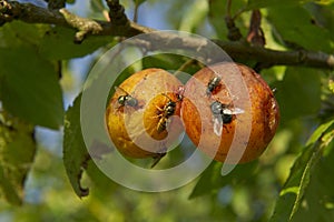 Insects on Plums and rotting photo