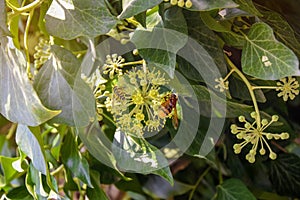 Insects pollinate flowering umbrella plant. Disguising an insect as bee. Close-up. photo