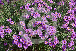 Insects pollinating purple flowers of Symphyotrichum novae-angliae