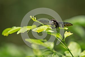 Insects from the rainforest.