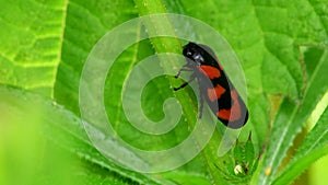 Insects - red-and-black froghopper, froghopper